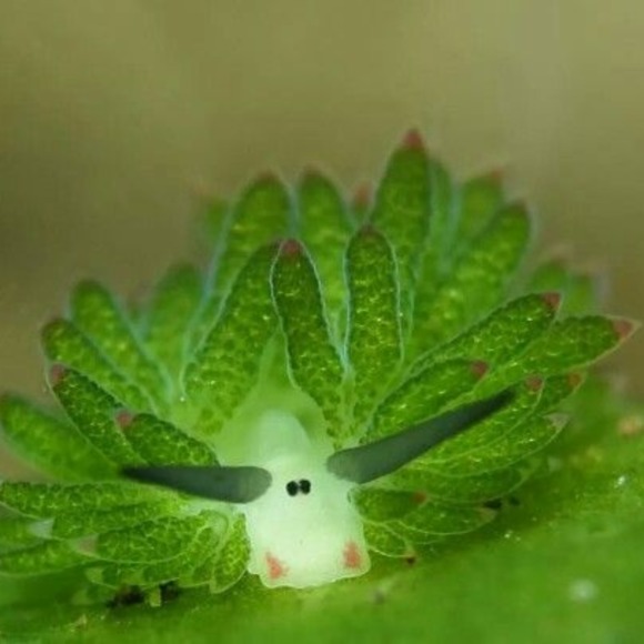 eeyoresenigma